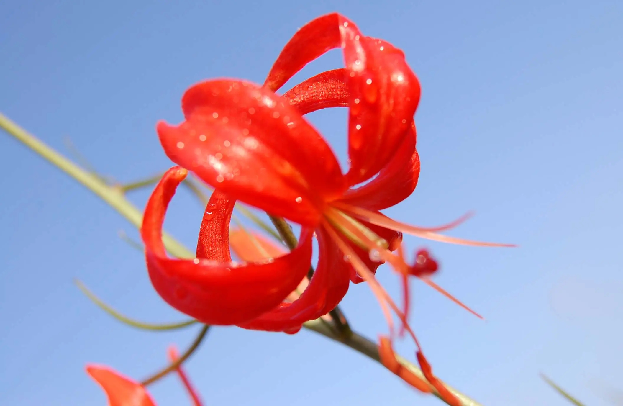 关于花子的歇后语大全,关于鲜花的歇后语