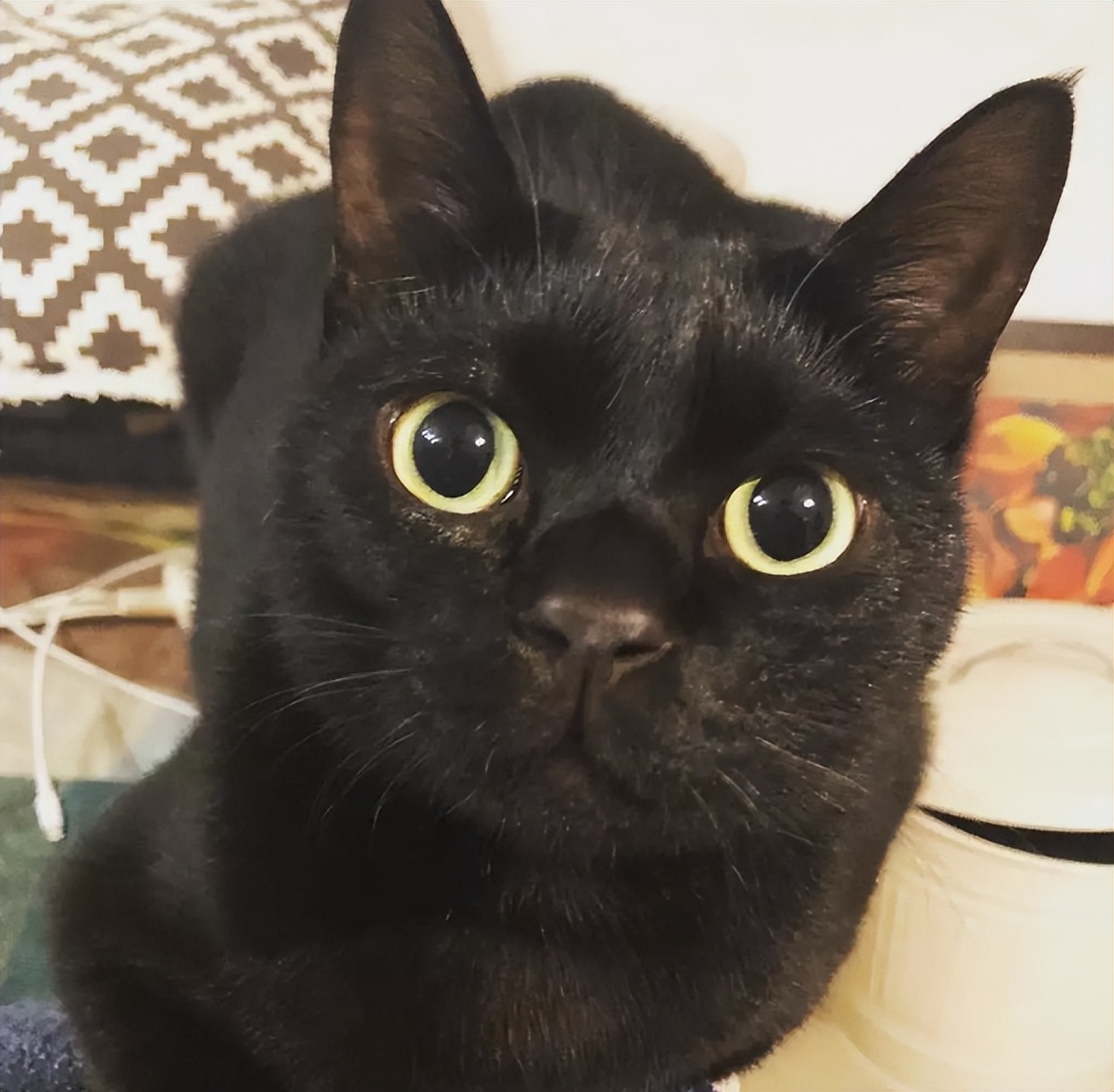 金色短毛猫是什么品种图片及价格,英国短毛猫品种分类标准图片大全