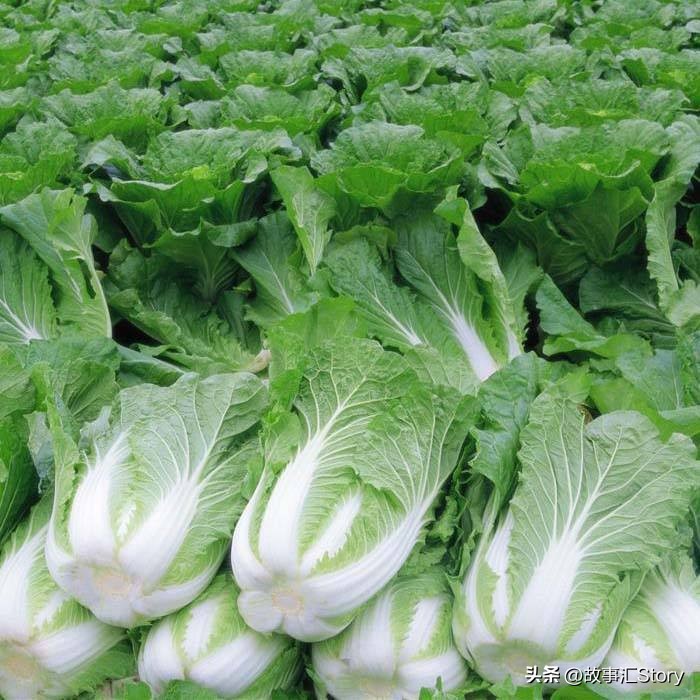 安徽夫妇在俄罗斯远东种菜,销售大白菜的时候被韩国人摆了一道