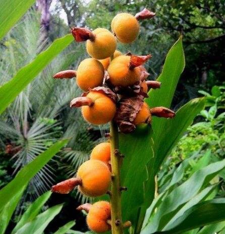 肉蔻与白豆蔻在香料中的区别,调料草寇和肉蔻有什么区别