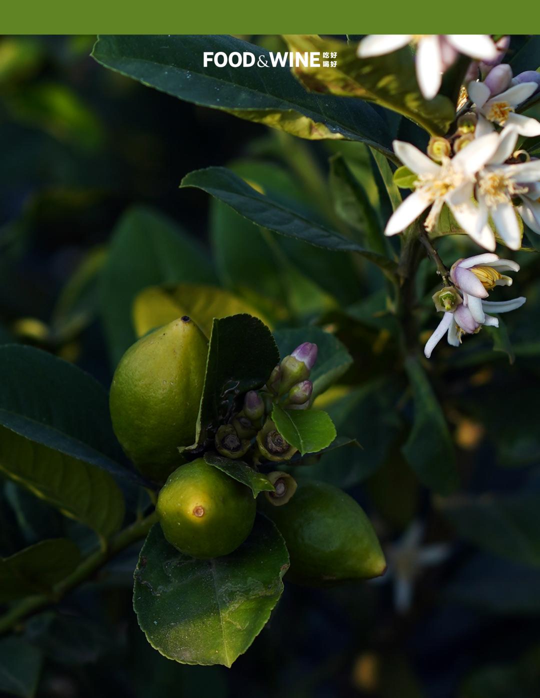 3元一斤的广东香水柠檬,香水柠檬6元一斤