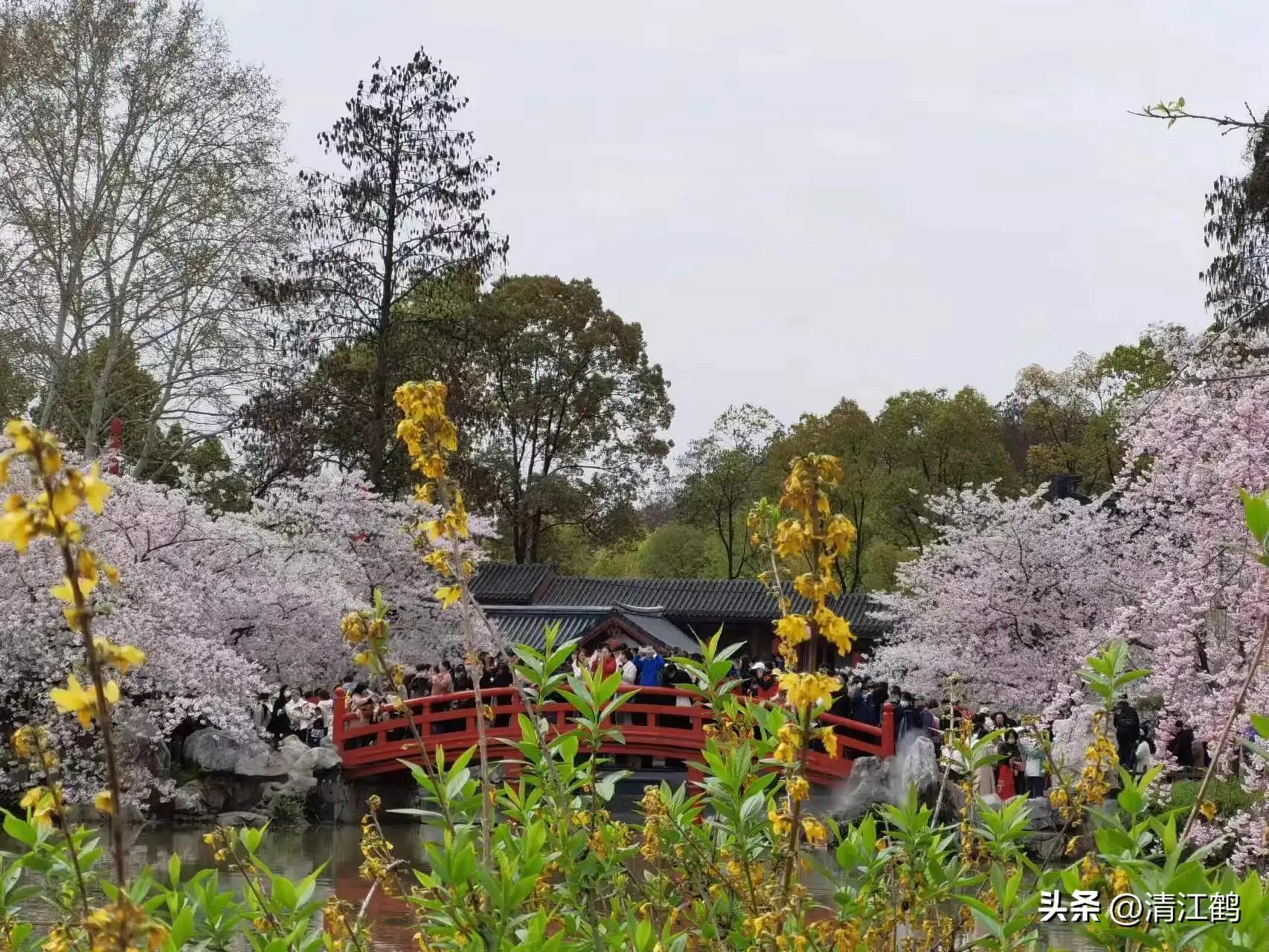 樱桃好吃树难栽完整故事,樱桃好吃树难栽家常版完整版
