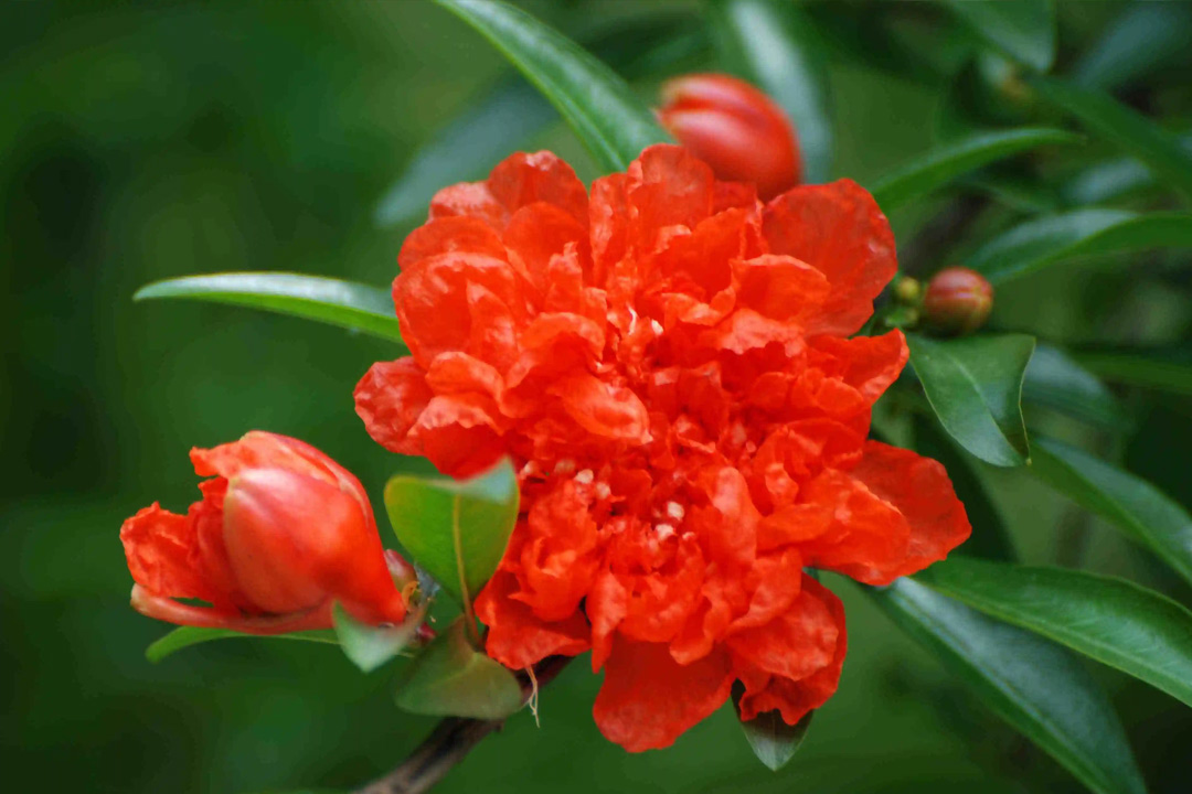 10首诗词中明艳如火的石榴花：待浮花浪蕊都尽，伴君幽独