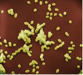 苏教版五年级科学刺激与反应ppt,2022苏教版五年级科学下册复习题