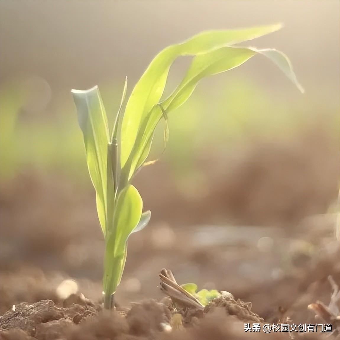 校徽创意理念,学校校徽的图片和设计理念说明