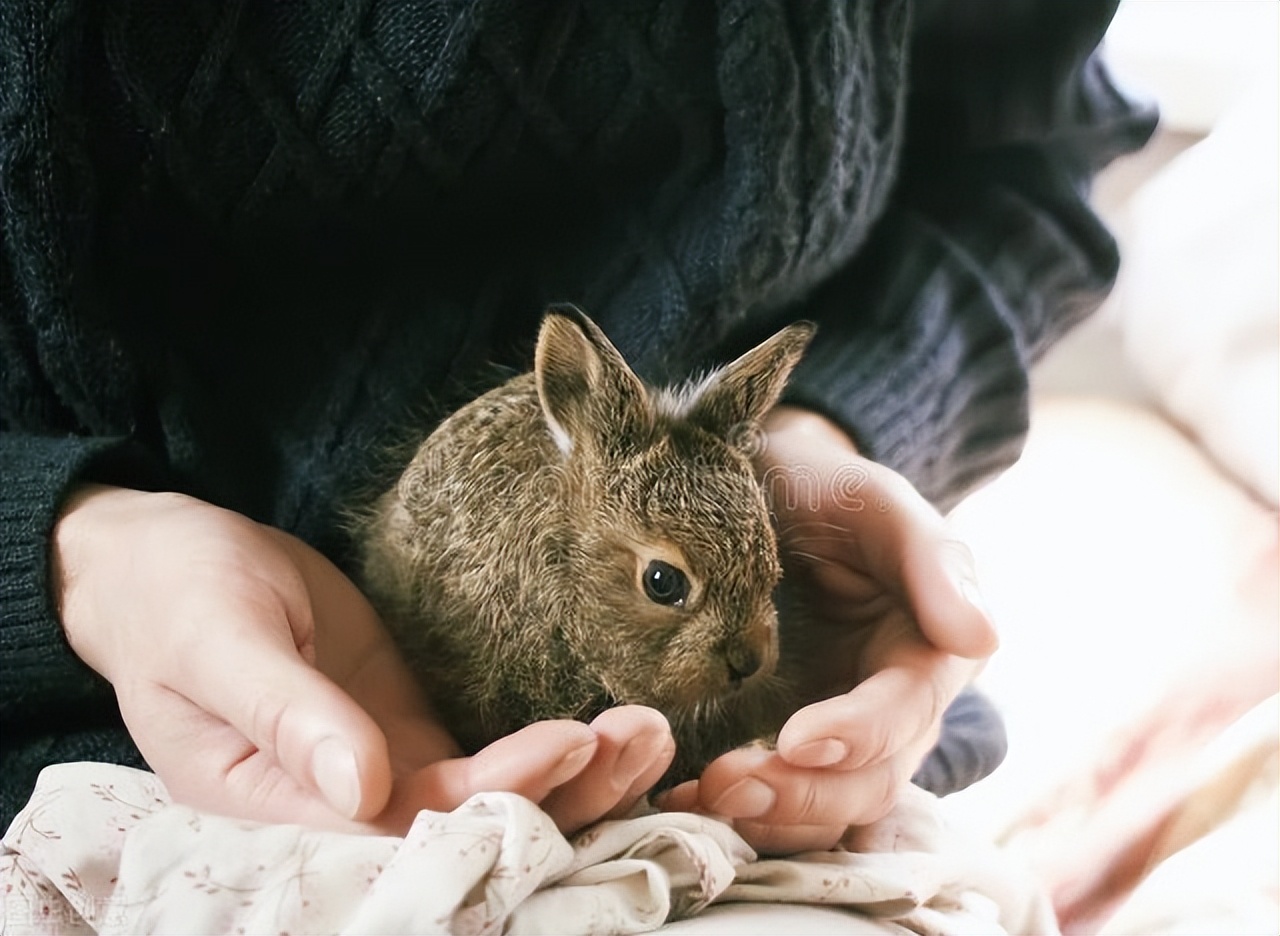 疯狂的兔子兔子打喷嚏,兔子经常打喷嚏鼻子湿