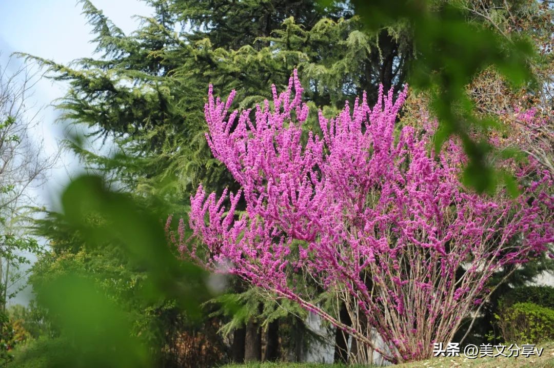 春风送暖，绿博园踏春赏梅正当时~