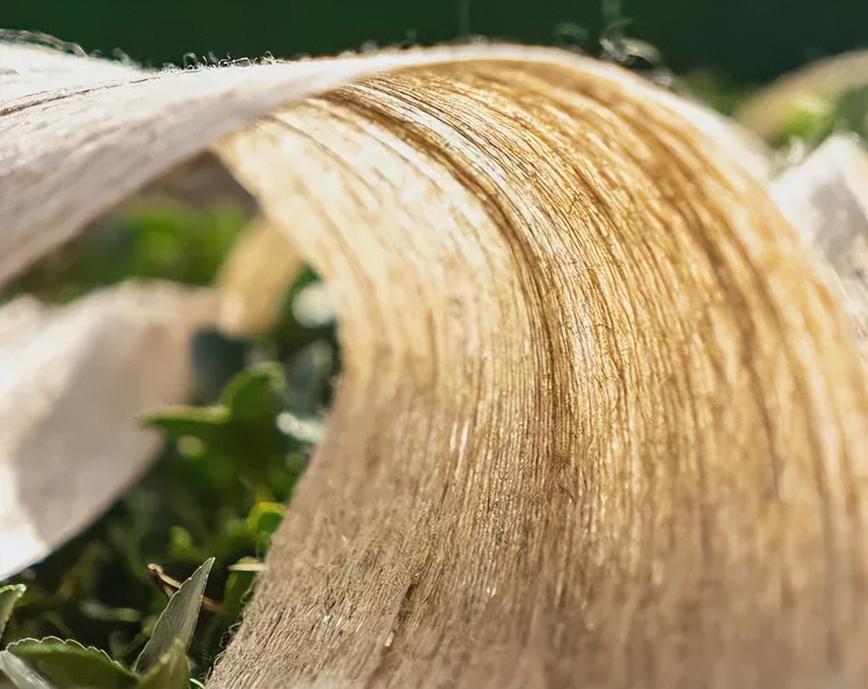 汉麻？雨露麻？奸商歇会吧，你不累我累