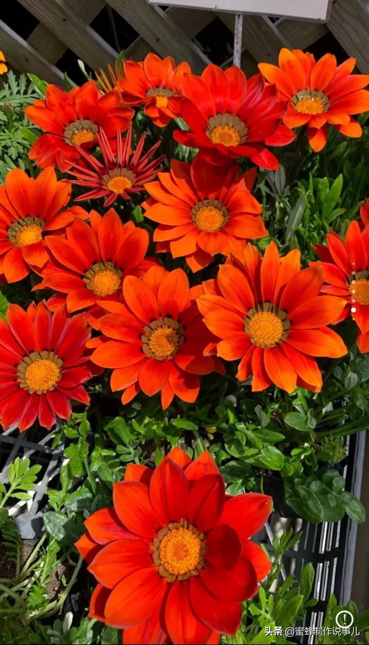 鸟语花香百花争艳让人陶醉,宁静祥和鸟语花香