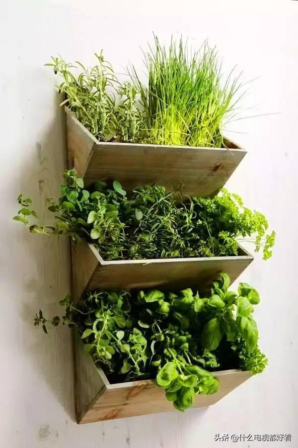 家庭种香草的方法大全,在家种植什么香草好看