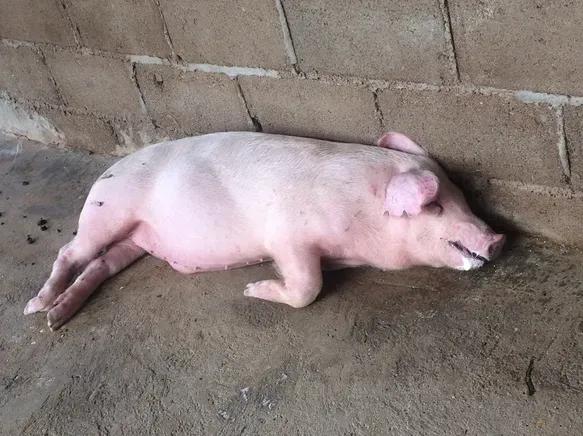 猪喘气打完氟苯尼考死是怎么回事,猪得腹式呼吸打磺胺跟氟苯会死吗