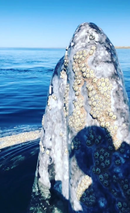 身上虱子太多，灰鲸无奈找人类帮忙，墨西哥船长秒变“搓澡工”！