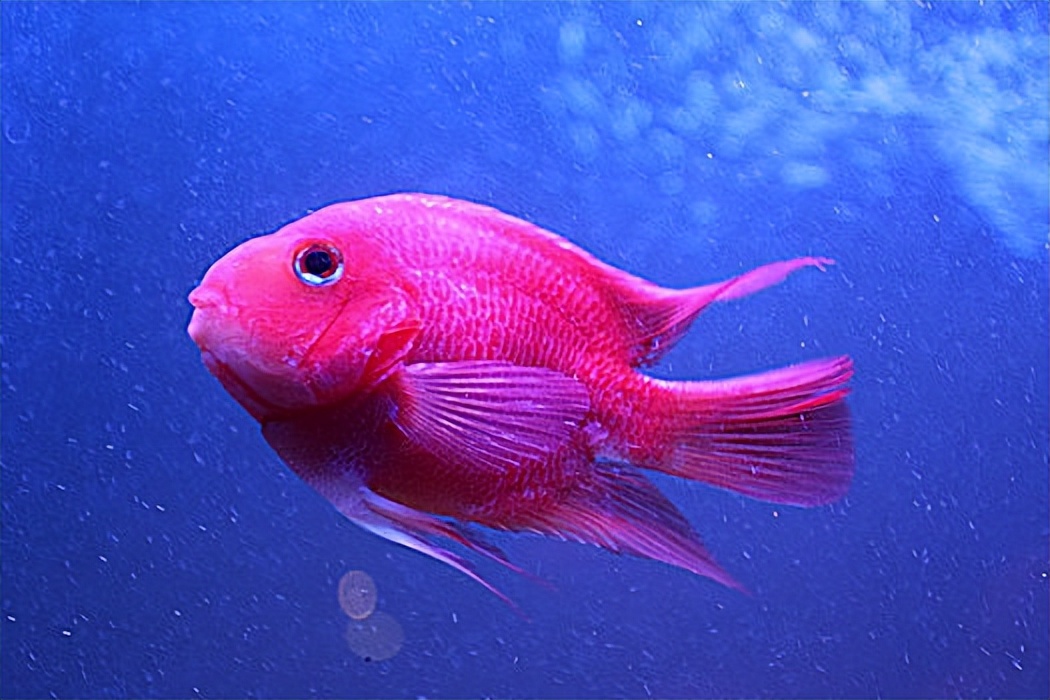 能人工饲养的鹦鹉鱼有哪些,鹦鹉鱼的饲养知识你知道吗