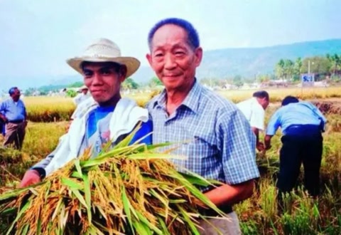 中国在迪拜沙漠试种海水稻的过程,中国在迪拜种植海水稻的有利条件