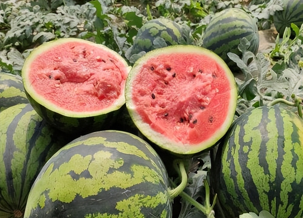 今年夏天最好吃的西瓜,10种最好吃的西瓜