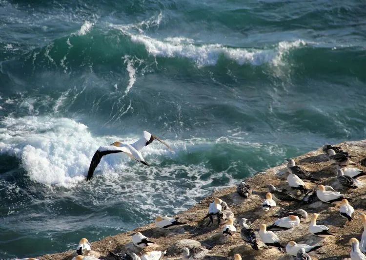 写给不被疫情束缚的心:用文字“云”游新西兰全境