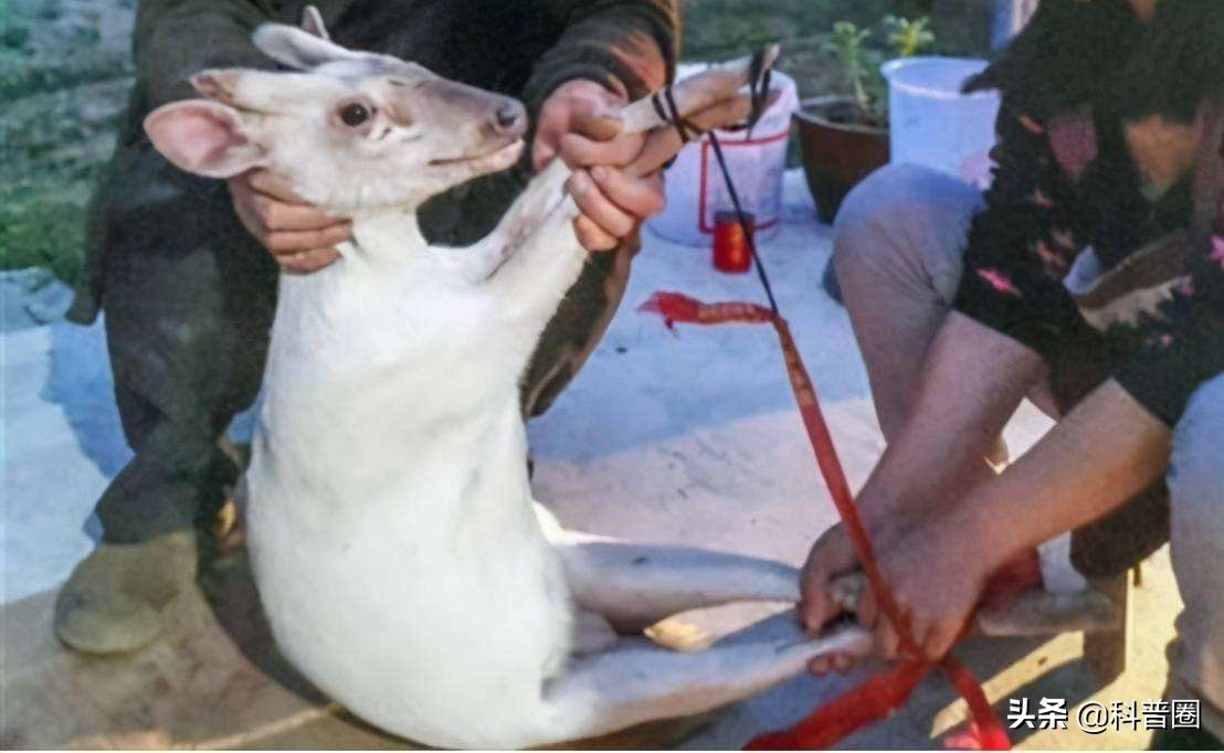 神农架深处被列为禁区的现象,神农架深处为何被列为禁区进不去