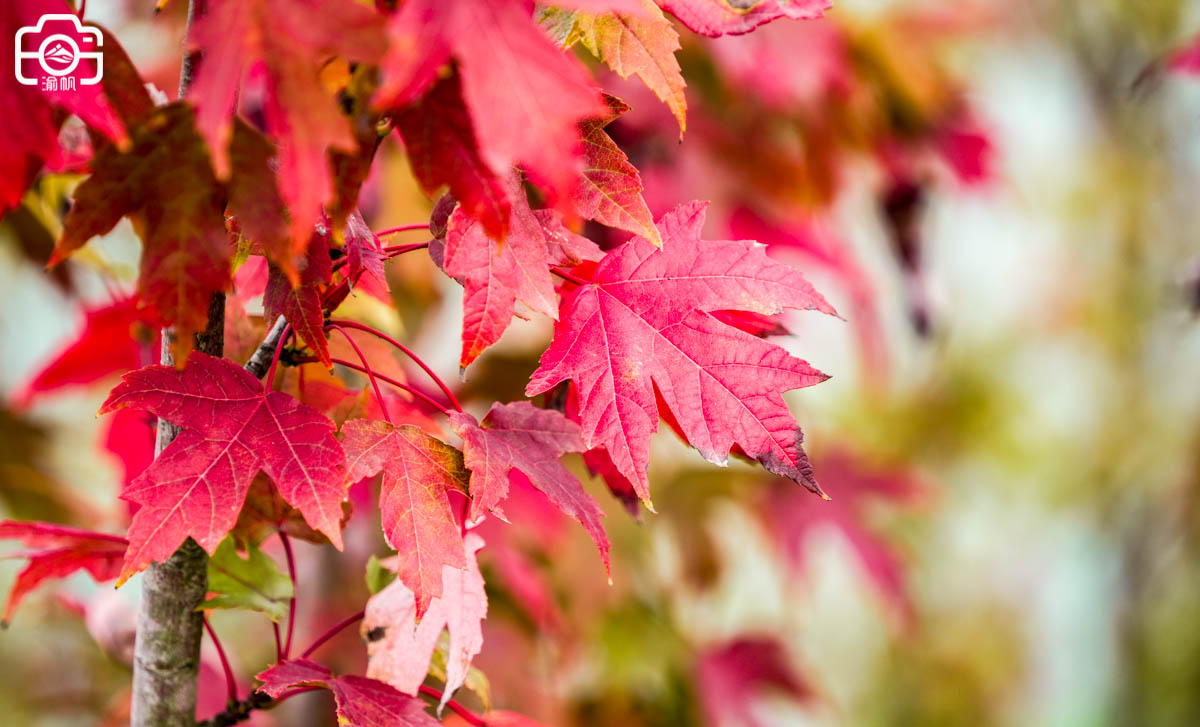 重庆潼南区有哪些好玩的,重庆潼南生态公园