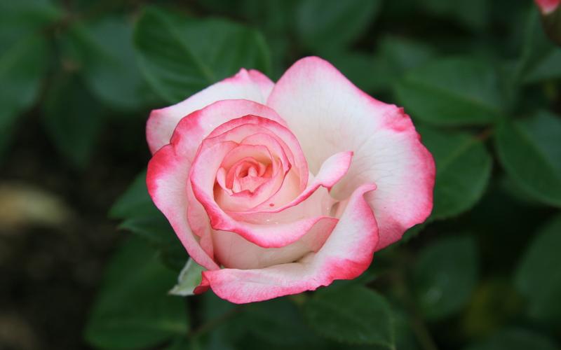 玫瑰花经典花语,各种玫瑰花的爱情花语