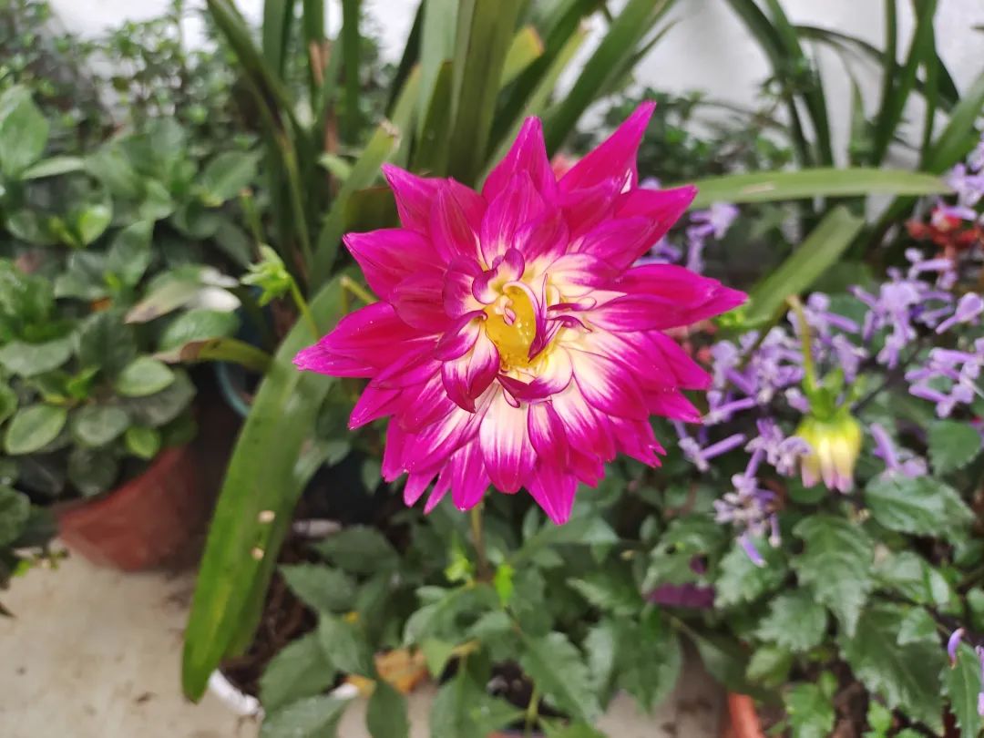 盆栽刚买回来就枯萎了怎么办,刚买的盆栽掉叶子怎么回事啊