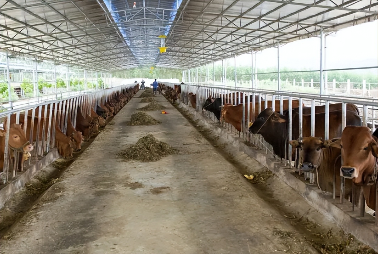 为何农村老一辈没有人搞养殖成功,家里人反对农村养殖