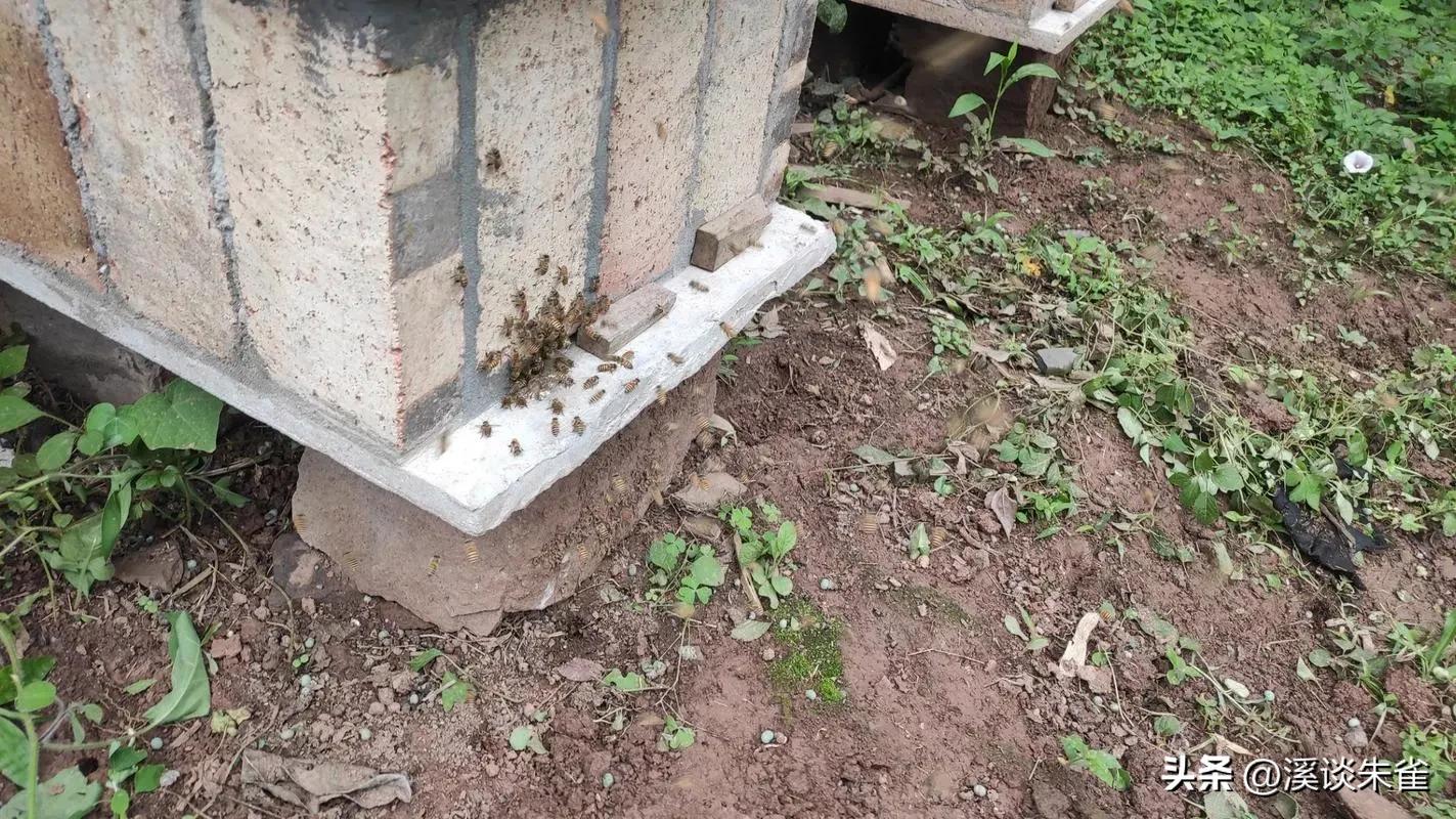 苏云金杆菌杀虫剂对蜜蜂有害吗,苏云金芽孢杆菌对蜜蜂有害吗