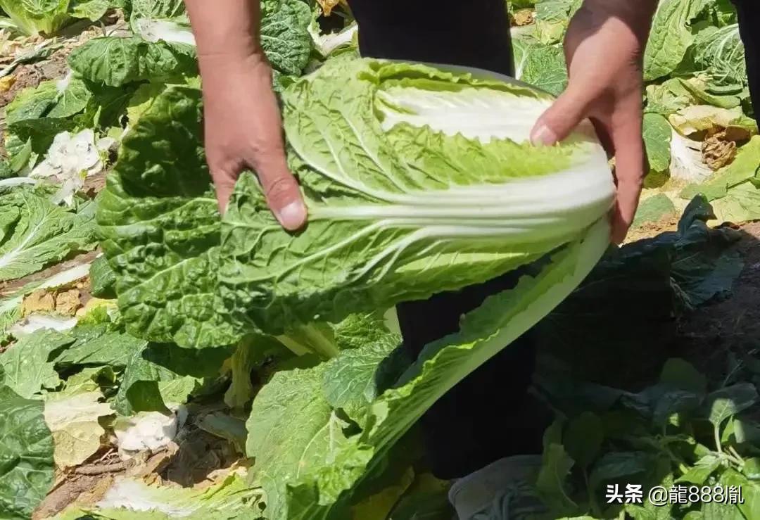 天奕商厦蔬菜,河北天奕商厦集团董事长捐款