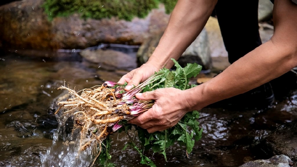 蒲公英能杀死癌细胞是真的吗,蒲公英杀死癌细胞治疗甲状腺结节