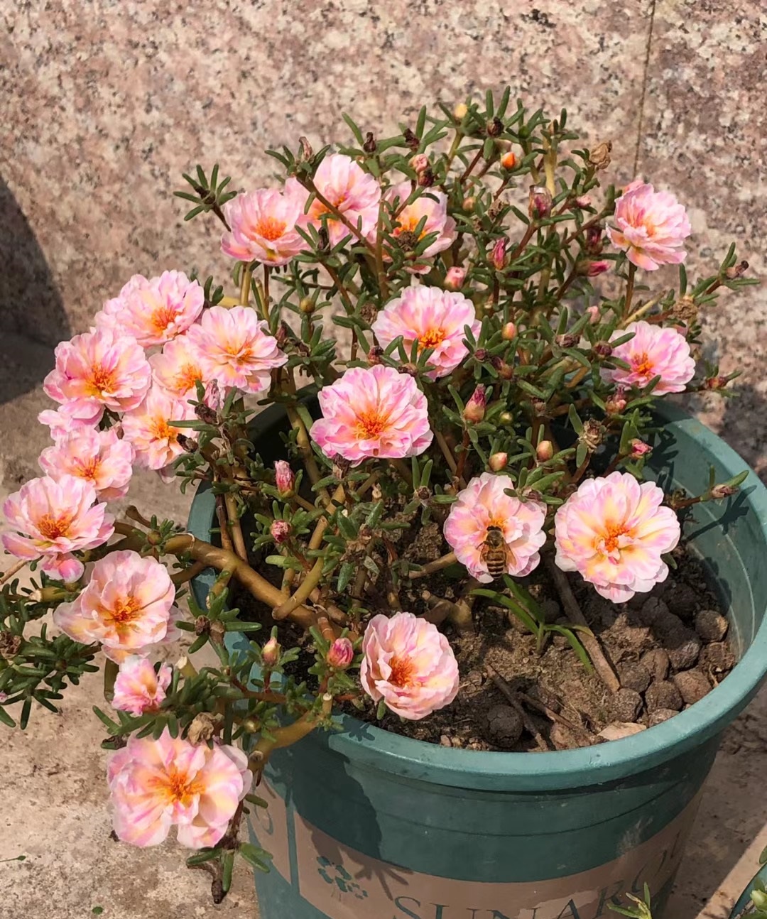 开花时间长又好看又好养的太阳花,太阳花是一种特别皮实好养的花