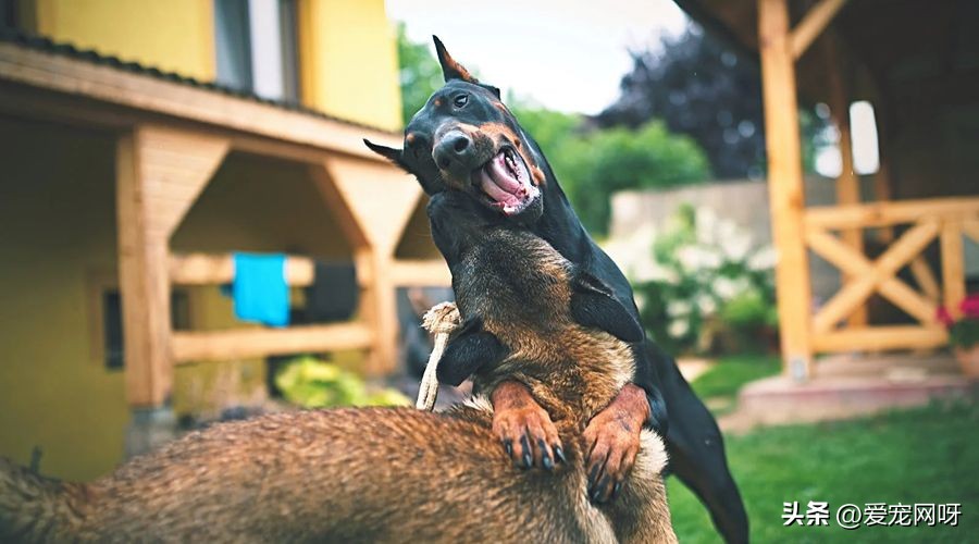 白色像泰迪一样的狗狗是什么品种,如何区分常见狗狗品种