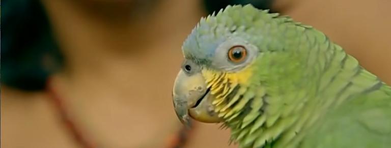 美国人在野外水中捕捉巨蟒,亚马逊河当地人水中抓巨蟒