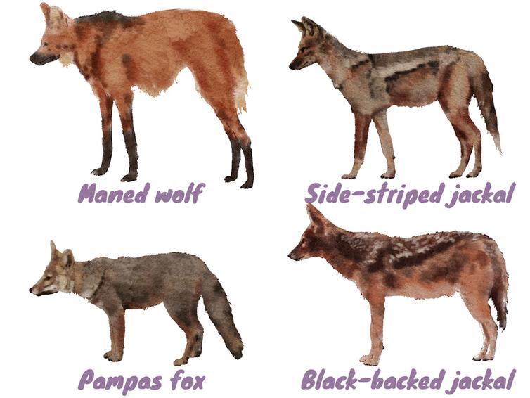狗是从汪星人进化而来的吗,汪星人与狗狗的区别
