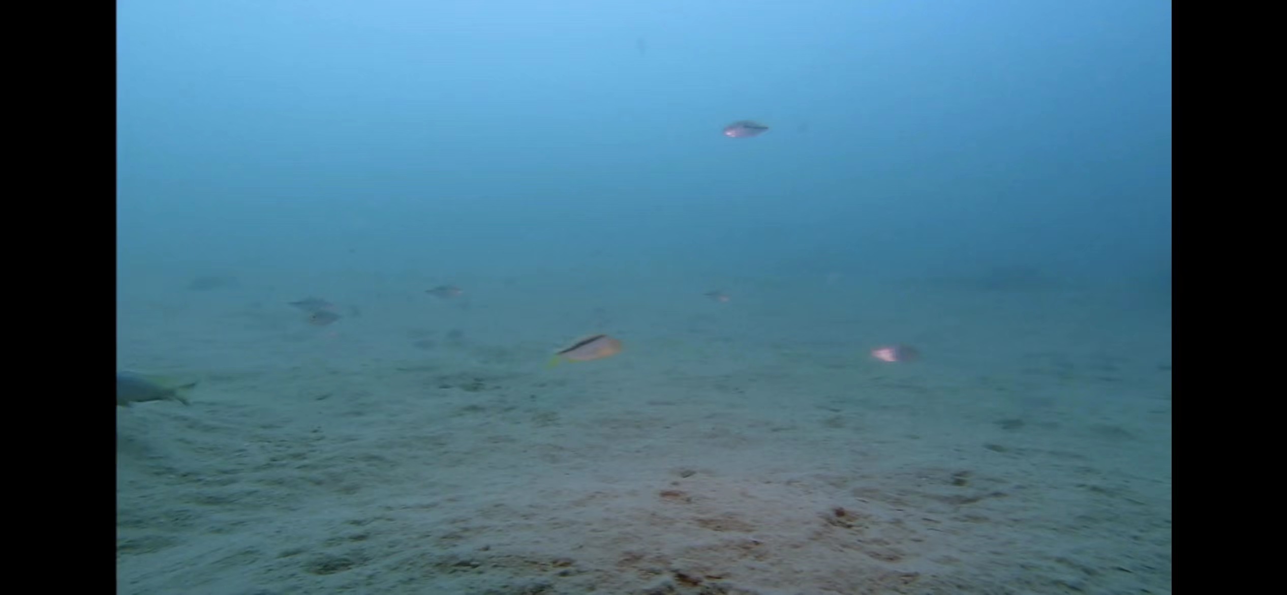 精心挑选6种最容易饲养的观赏鱼,新手饲养观赏鱼有哪些推荐