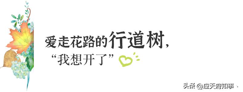 梧桐树寄托乡愁的诗句,关于南京的梧桐树文章