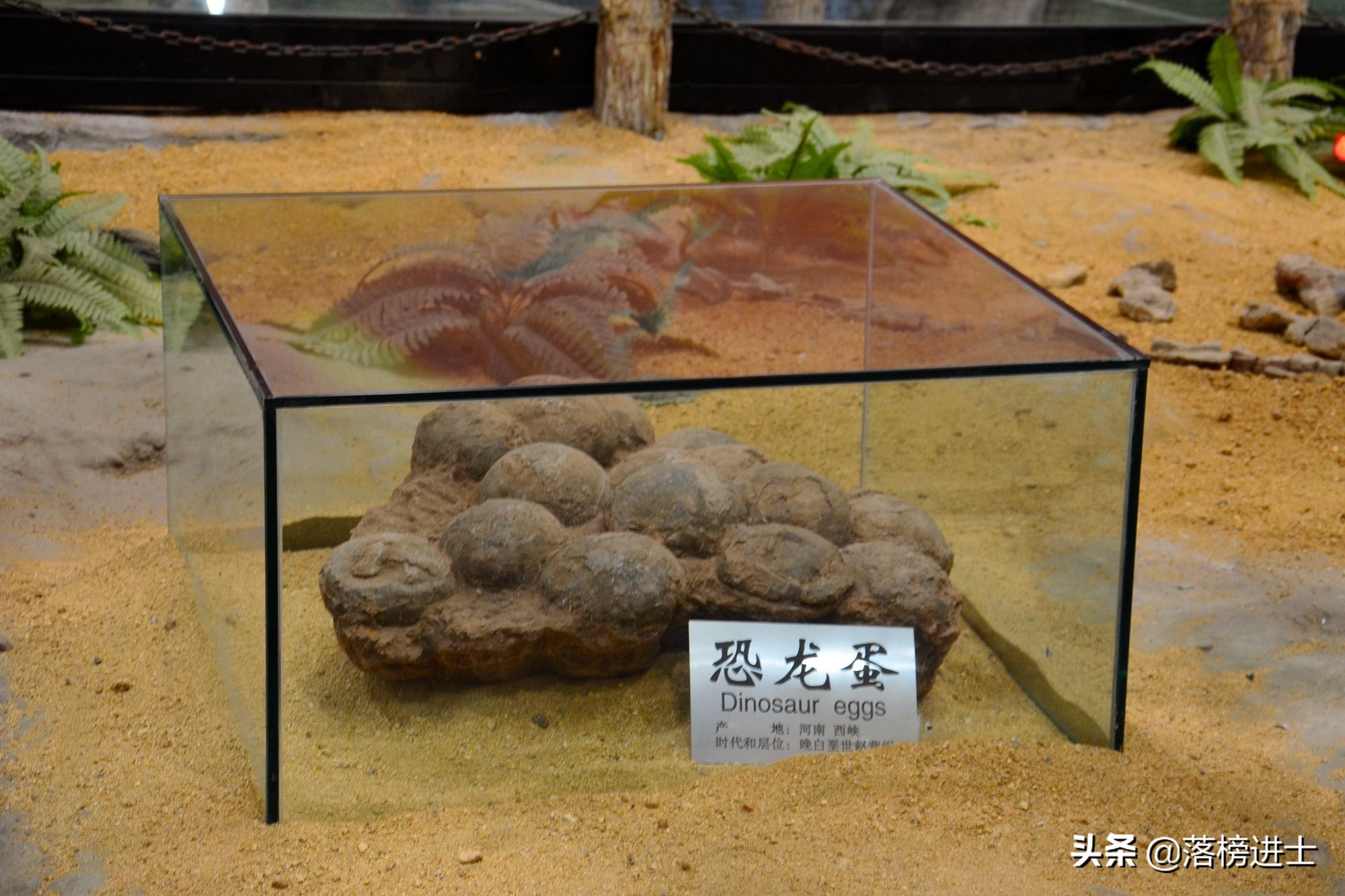 石家庄哪个博物馆里有恐龙化石,石家庄博物馆里有恐龙化石吗