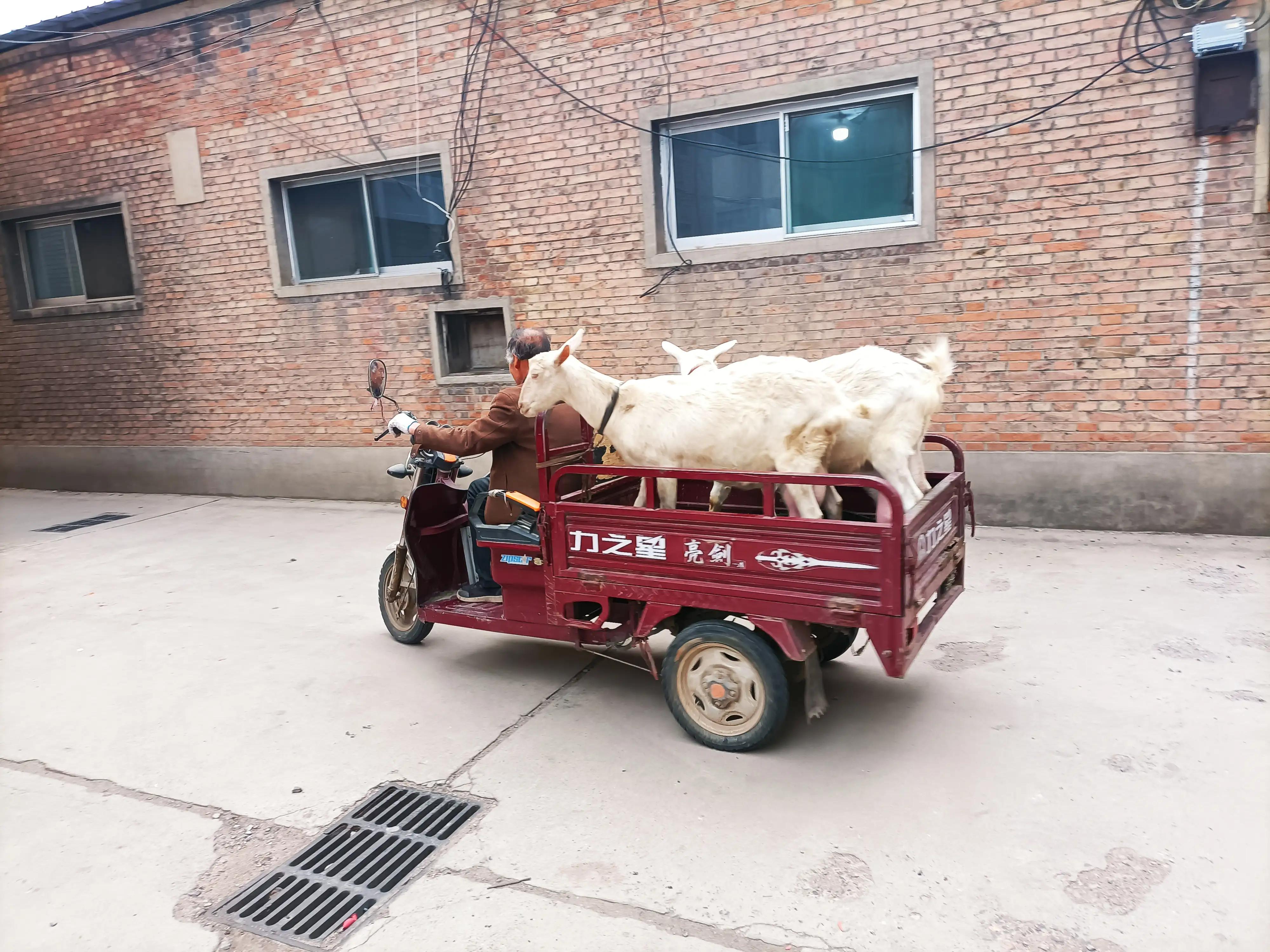 农村养奶羊卖鲜羊奶,三只羊卖羊奶一天能卖多少钱