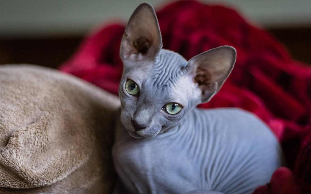 有什么可爱乖巧的狗猫推荐,什么猫咪粘人又好养还好看