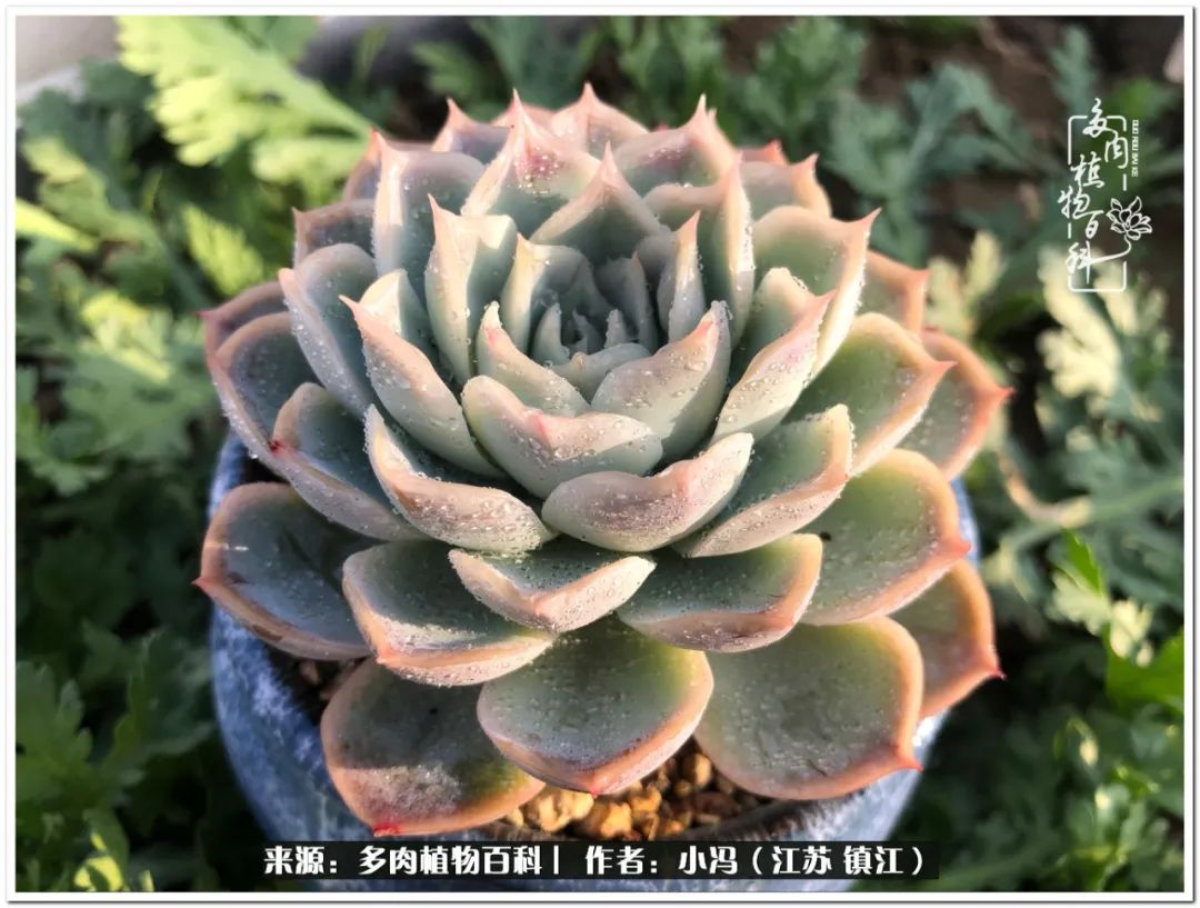 大棚养多肉为啥又肥又好看,10种公认最好养好看的多肉