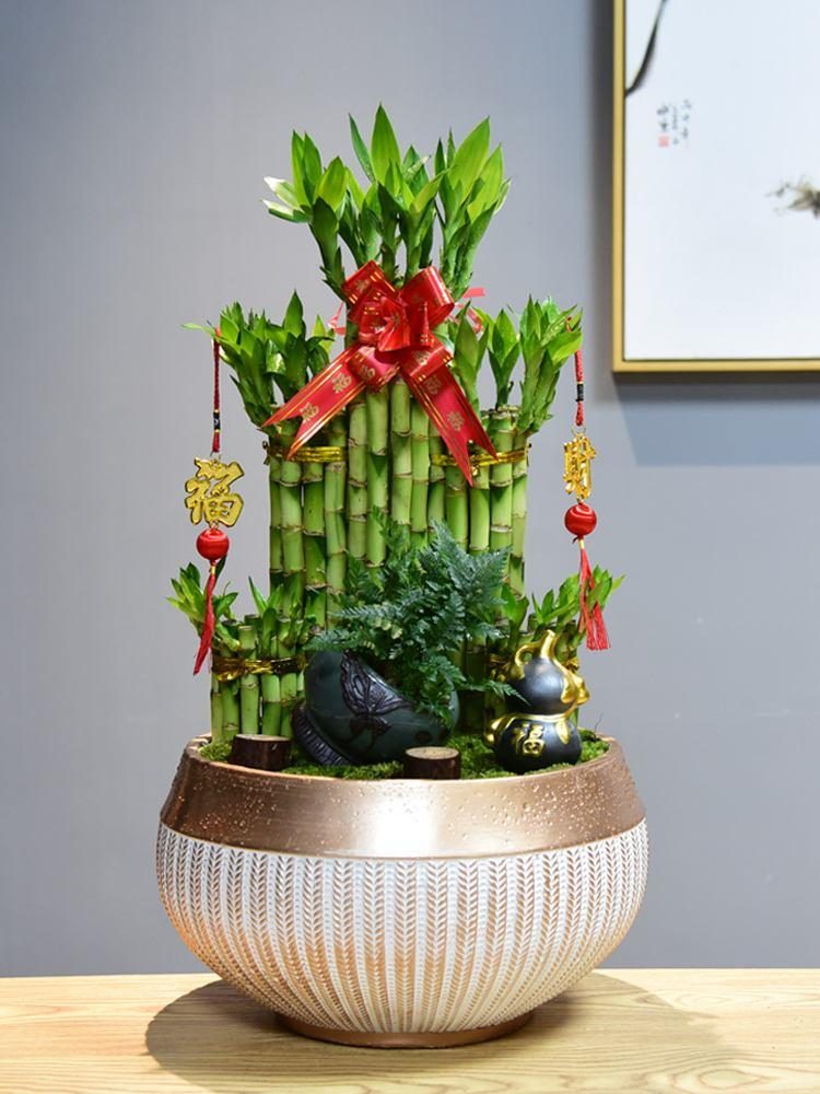 代表富贵吉祥的花草,有寓意的花草名