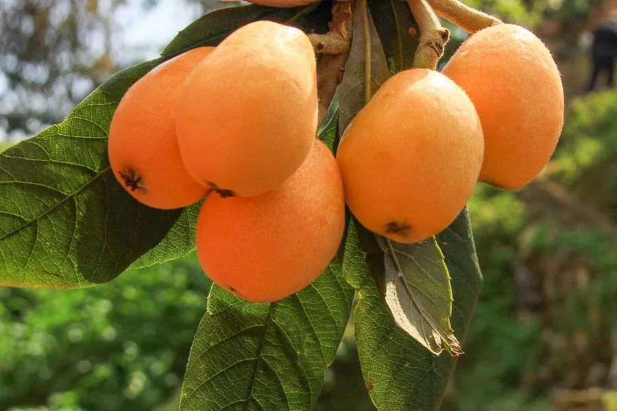 福建云霄县生产假烟的哪个镇最多,福建哪个地方造假烟比较出名