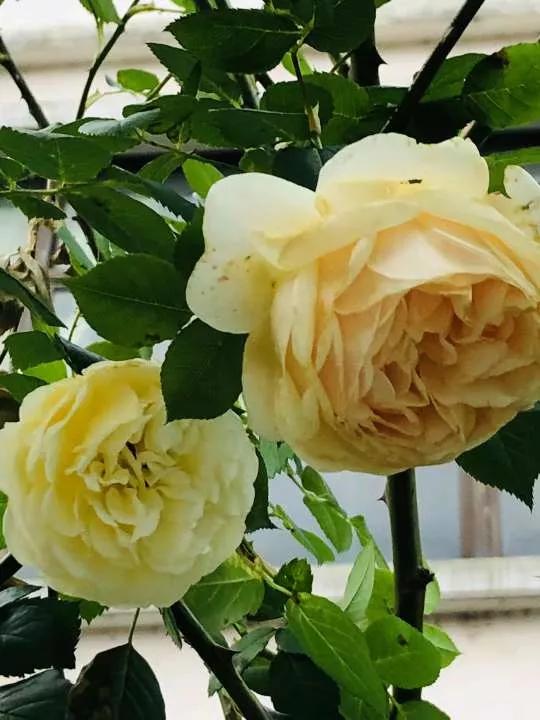 月季品种醉花,月季品种大全及图片欣赏