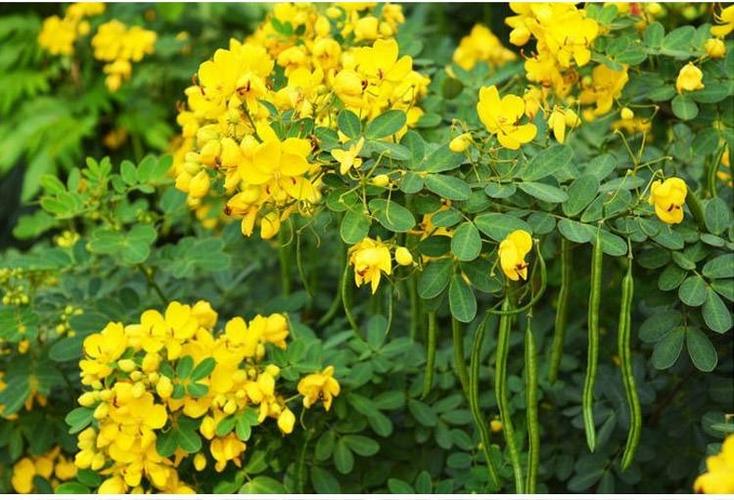 清明期间开的野花有哪些,清明节野花