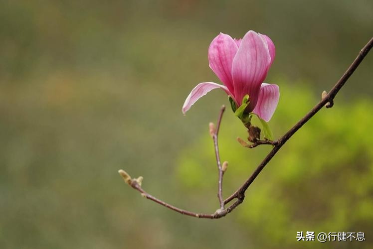 朝辞白帝彩云间完整诗句,十首经典春日诗词