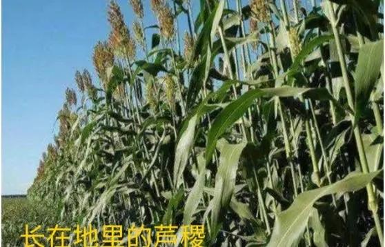 老爷爷二胡自制,老奶奶自制二胡