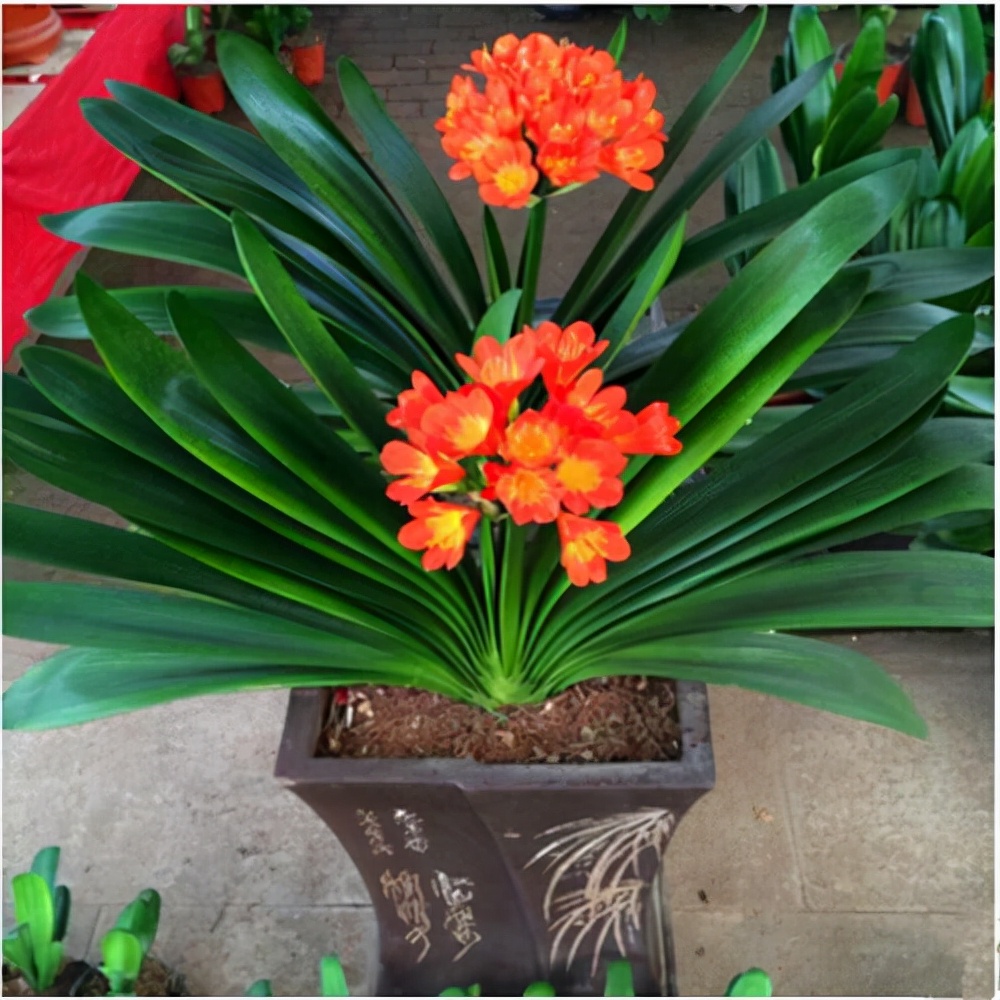 什么花最好养代表好运,家里养什么吉祥花最好