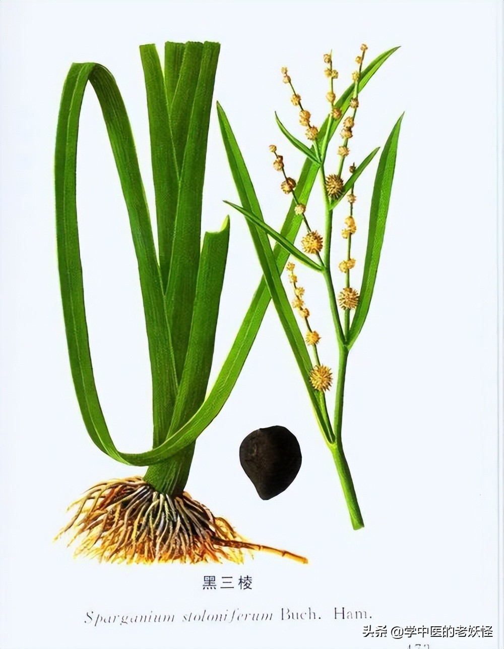 三棱莪术破血逐瘀,三棱活血化瘀