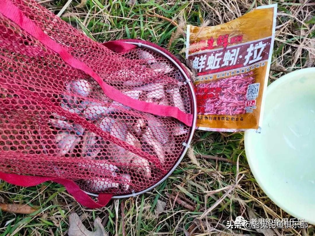 老鬼鲜蚯蚓拉饵多少钱,老鬼鲜蚯蚓拉饵怎么样
