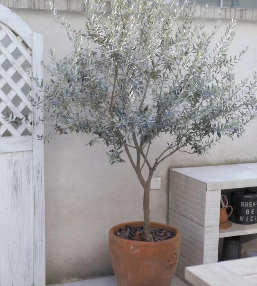 瞬间提升室内高级感的5种绿植,家里最适合养的高级感绿植