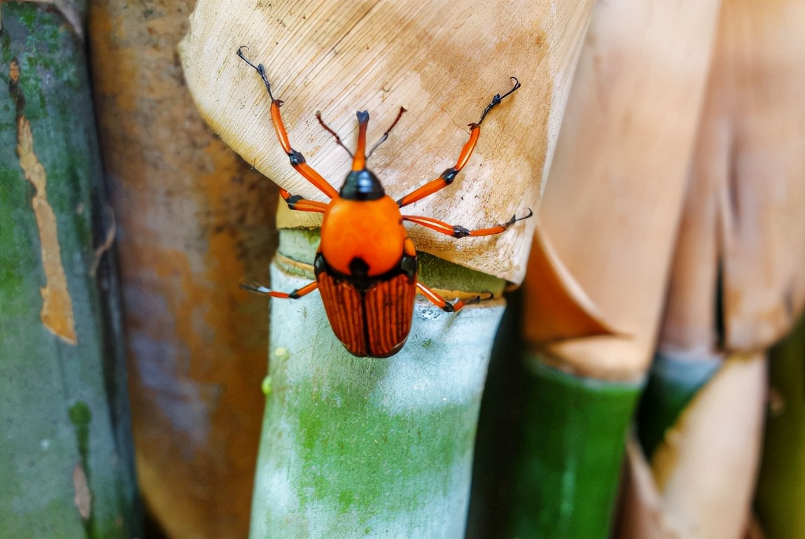 竹虫对竹子危害,野生竹象虫养殖