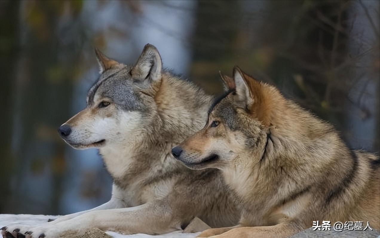 64年勘测队遭遇凶猛狼群，战士心软投喂食物，头狼带群狼前来报恩